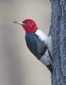 _3SB1766 red-headed woodpecker a85x11